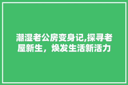 潮湿老公房变身记,探寻老屋新生，焕发生活新活力