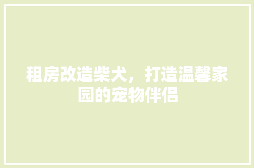 租房改造柴犬，打造温馨家园的宠物伴侣